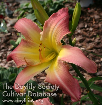 Daylily Whip City in All Its Splendor